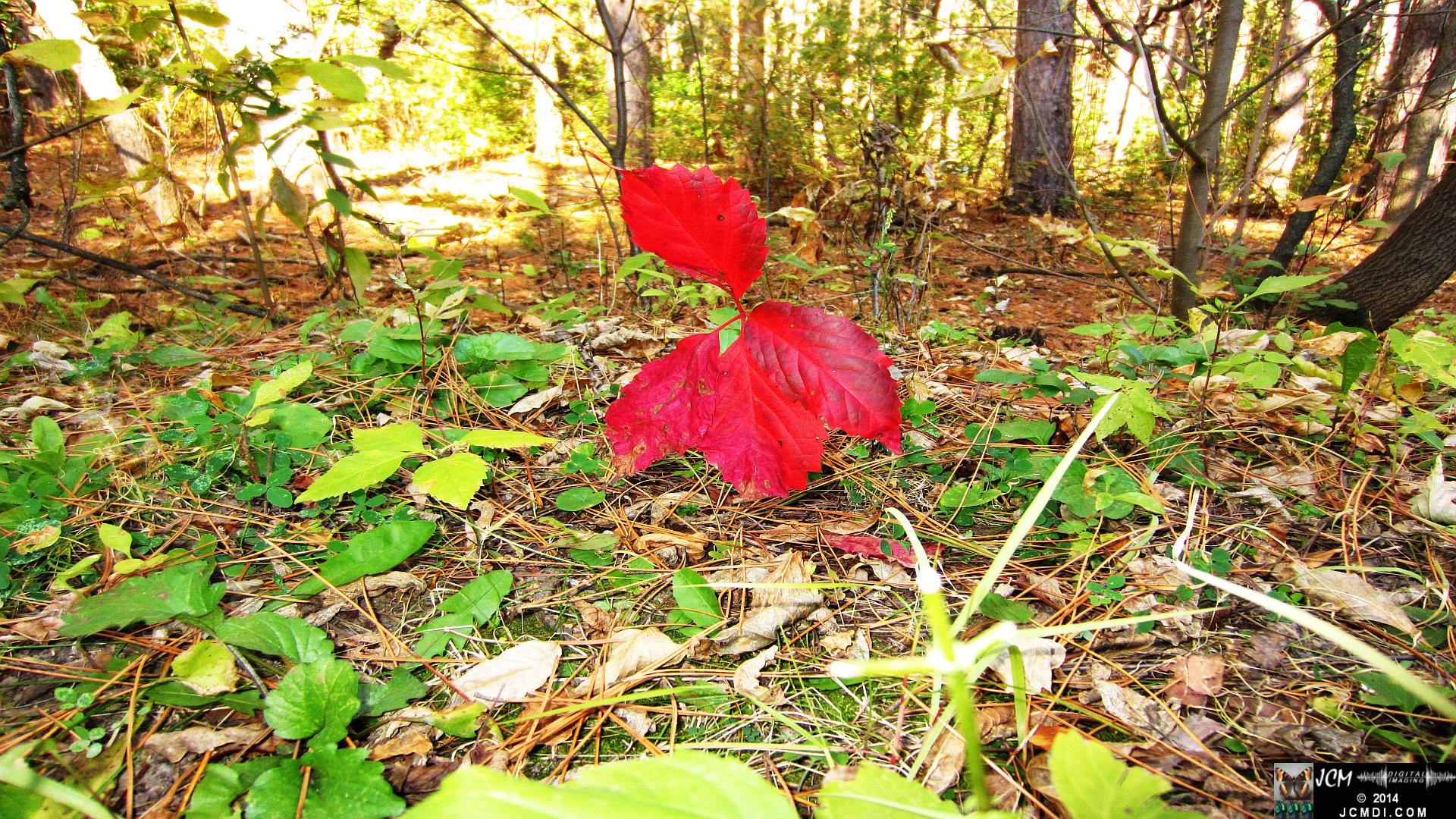 Minnesota Woods first signs of fall - red leaves in forest
